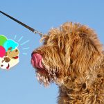Invitar a tu perro a un helado ya es posible en México perros veganos