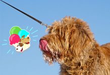 perros veganos
