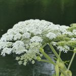 Roza hierba venenosa y le deja terribles lesiones (Fuertes imágenes) hombre herido