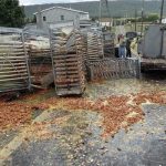 Más de 136.000 huevos obligan a cerrar una carretera en EE.UU. huevos