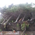 Canadá cierra escuelas y hospitales tras paso de Dorian huracan dorian