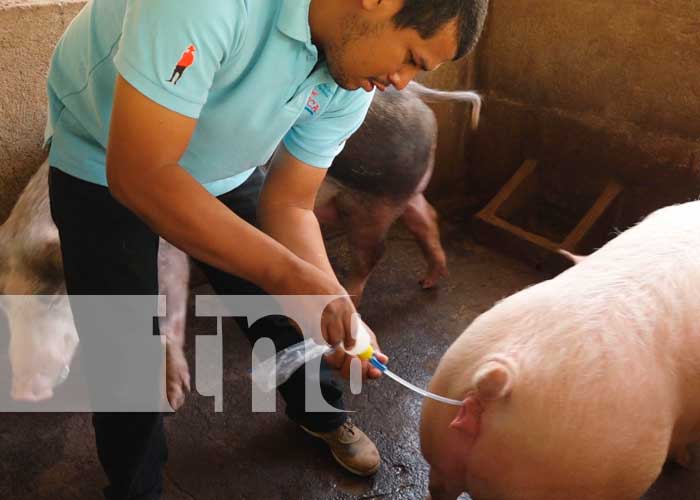 INSEMINACION-CERDOS-01 nicaragua