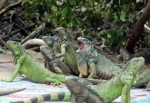 iguana verde
