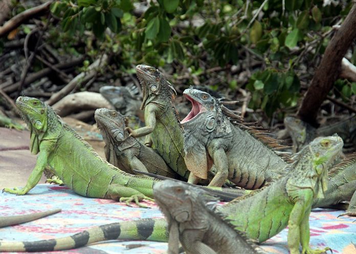 Iguanas-verdes iguana verde