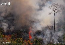 Protestan en Europa en defensa de la Amazonía brasil