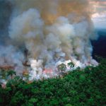 Destrucción de la Amazonía: ¿Cómo afectaría al mundo? amazonia