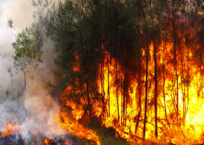 Incendios-Amazonia_GVJqGPk papa francisco