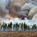 Siberia también arde mientras el mundo mira a los incendios del Amazonas bosques siberianos
