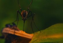 Advierten en EE.UU. sobre peligroso virus capaz de provocar daños cerebrales estados unidos