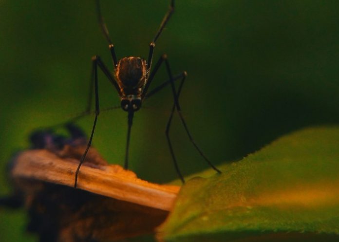 Insecto-virus-EE.UU. estados unidos