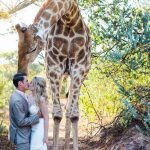 Jirafa interrumpe boda y posa para las fotografías en Sudáfrica jirafa