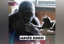 gorila koko