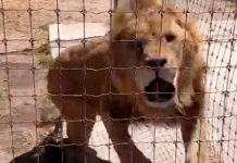Feroz reacción de un león cuando es separado de una leona en celo feroz reaccion