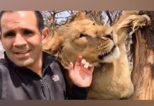 Un cuidador entra a jaula de león, mira cómo reaccionó el felino un cuidador