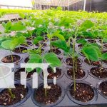 León: Naves de invernadero para fortalecer el cuido de la Madre Tierra leon