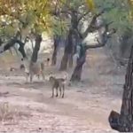 Video: «Súper» perro se enfrenta a leona; no te imaginás el resultado india