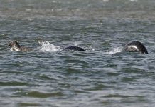 Expertos lanzan informe tras análisis de aguas del Lago Ness lago ness