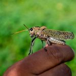Alerta en Costa Rica por plaga de langostas langosta voladora