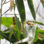 emergencia fitosanitaria