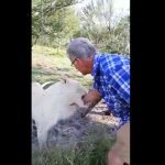 Leona a la que acaricia lo muerde de gravedad leona