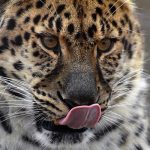 Leopardo devora a un niño en Uganda uganda