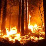Incendios en Honduras han destruido 22.132 hectáreas honduras
