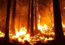 Incendios en Honduras han destruido 22.132 hectáreas honduras