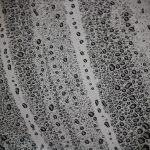 Cae lluvia negra en Japón (Fotos) japon