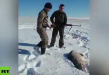 Lobo suelto causa pánico en Gran Bretaña video viral