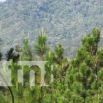 Plan para prevenir incendios forestales en áreas protegidas de Madriz Nicaragua