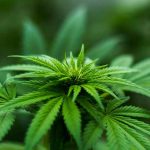 Policía decomisa 1,2 toneladas de marihuana tras balacera en Costa Rica sindrome de hiperemesis