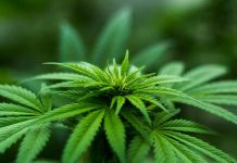 Policía decomisa 1,2 toneladas de marihuana tras balacera en Costa Rica sindrome de hiperemesis