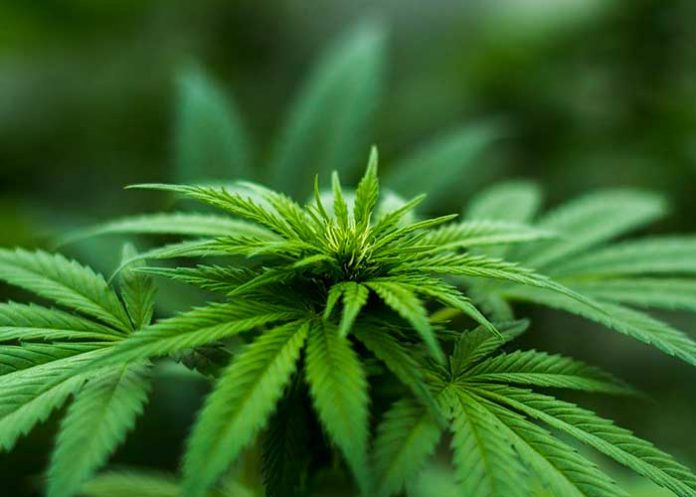 MARIHUANA sindrome de hiperemesis