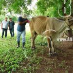 Inicia feria de las artes del pueblo en Masaya nicaragua
