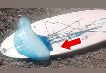 Deportista queda aterrado al ver a una medusa en su tabla de surf deportista