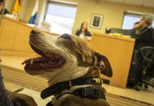 España: Juez cita a una perra como testigo por maltrato animal