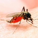 Descubren cómo bloquear infección de la malaria en mosquitos gen frep1