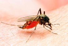 Relacionan la respuesta inmunológica al zika con daños al sistema nervioso gen frep1