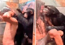 Monos bañan a hombre en la ducha y miles enternecen al verlos