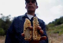 Sequía ahoga en el hambre al Corredor Seco de Guatemala guatemala