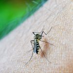 Repuntan casos de malaria en El Paraíso, Honduras honduras