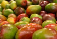 Panamá frena contrabando de frutas procedentes de Costa Rica contrabando de frutas