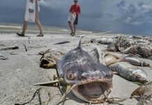 Playas de Florida contaminadas por microalga tóxica estados unidos