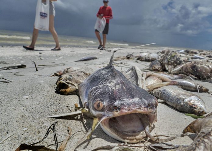 Marea-roja estados unidos