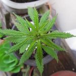 Proponen legalizar el uso medicinal de la marihuana en El Salvador el salvador