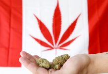Gobierno de Canadá está listo para la legalización de la marihuana canada