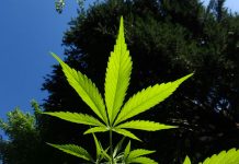 Nueva Jersey considera legalizar la marihuana estados unidos