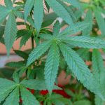 El cannabis legal impulsa el empleo en Canadá canada