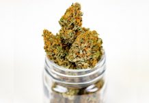 Lituania legaliza el uso médico del cannabis parlamento