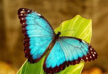 Mujer es detenida por robarse una mariposa en EE.UU. (Video) robo de mariposa
